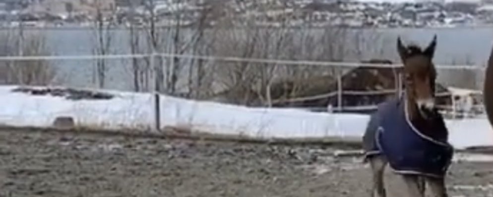 Prosjektbilde for Hjelp Tromsdalen rideklubb få nytt toppdekke på ridebanen. 