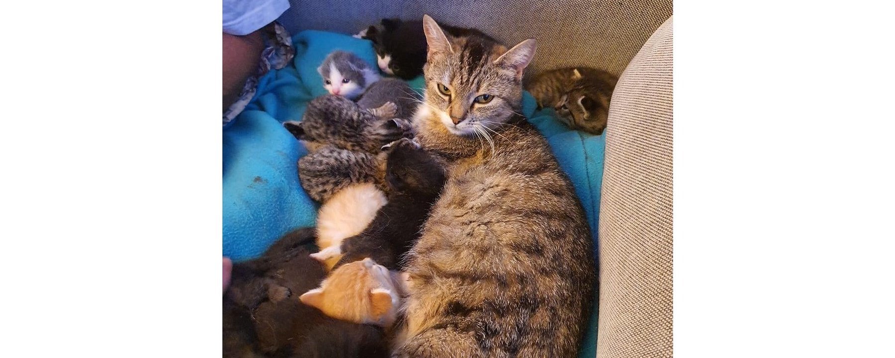 Prosjektbilde for Hjelp meg å redde disse 9 kattene!
