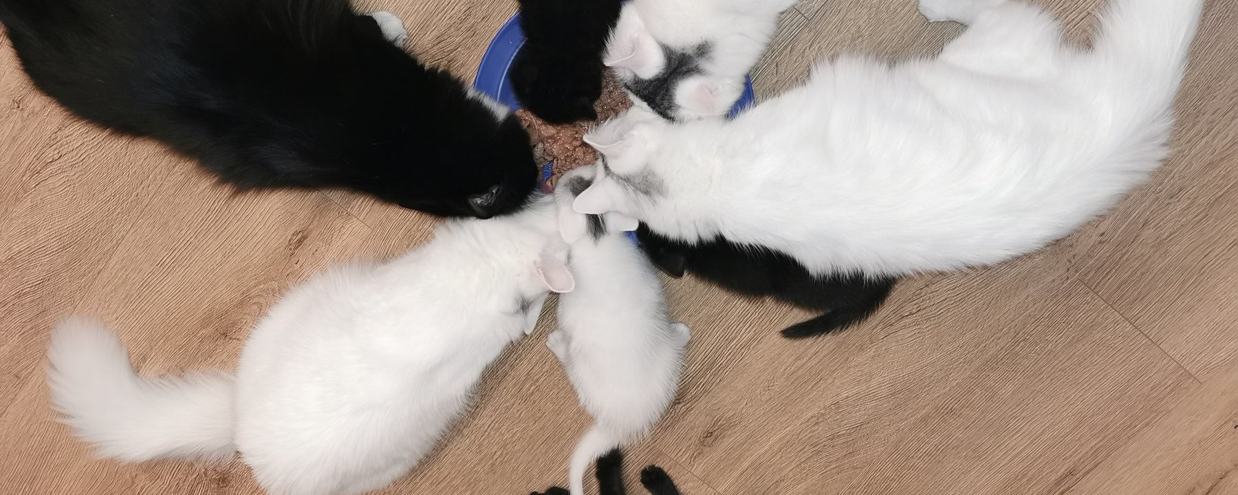 Prosjektbilde for Kastrering av katter