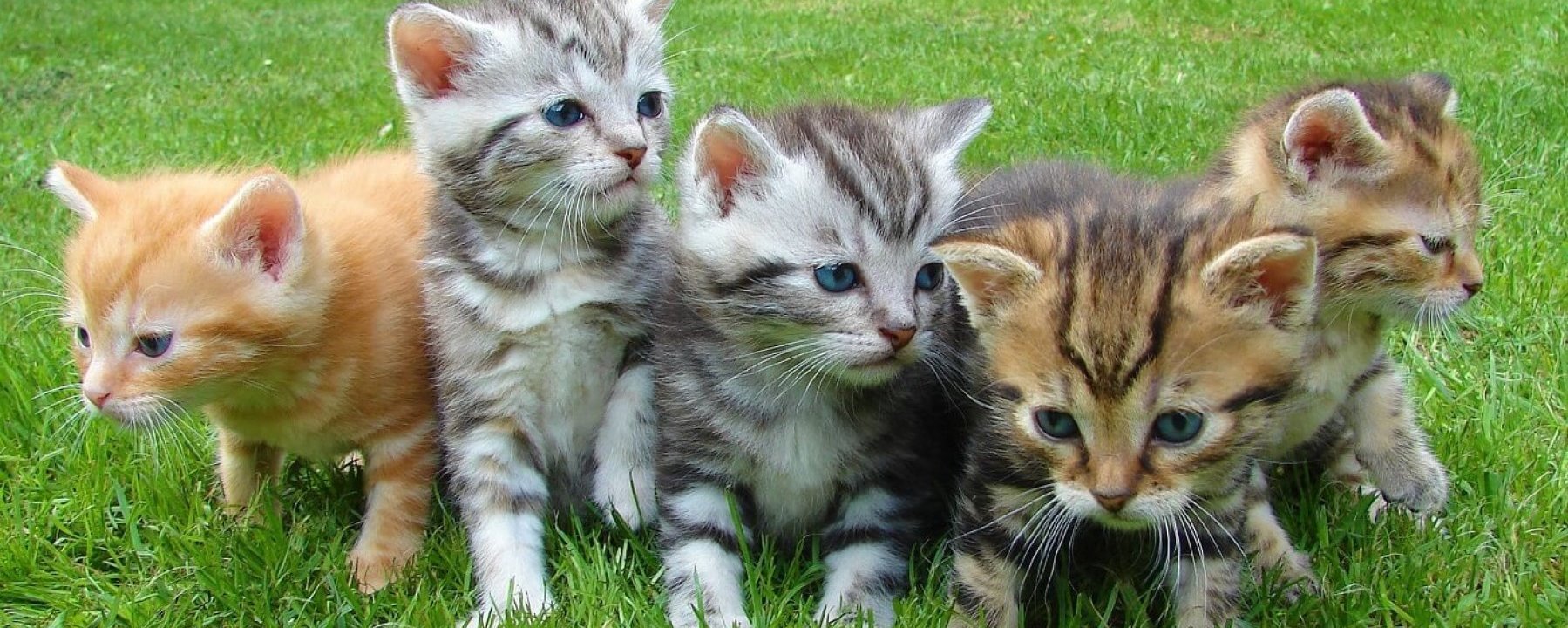 Prosjektbilde for Hjemløse katter