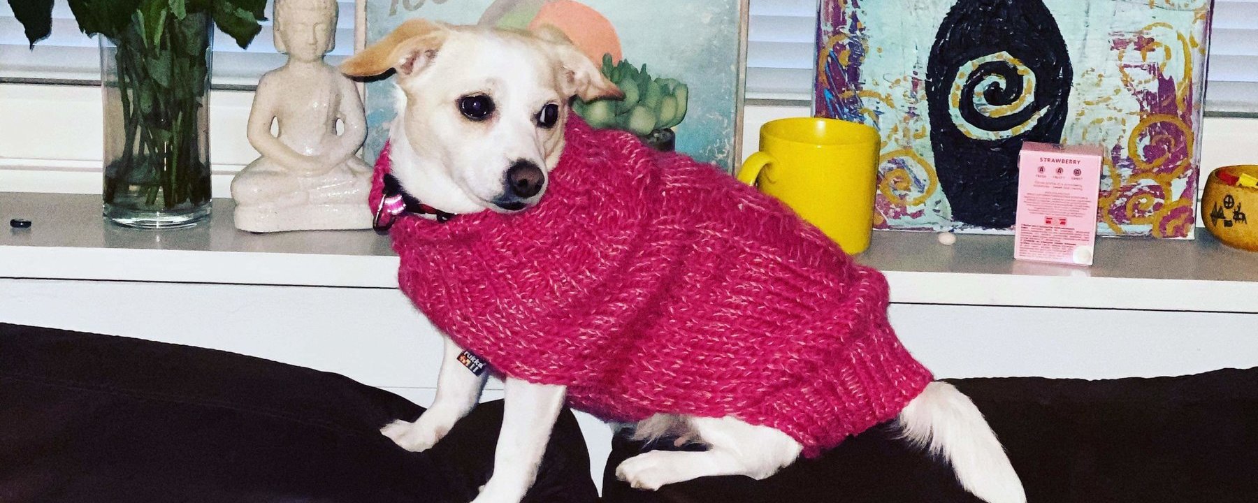 Prosjektbilde for Operasjon av hund som har fått brokk
