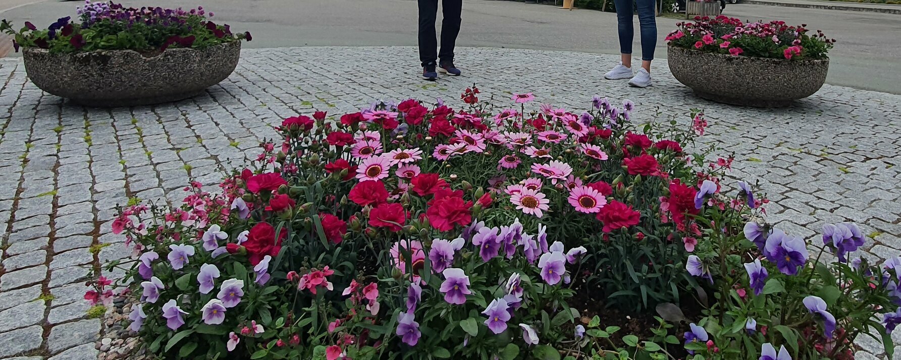 Prosjektbilde for Blomstrende Melbu 💙