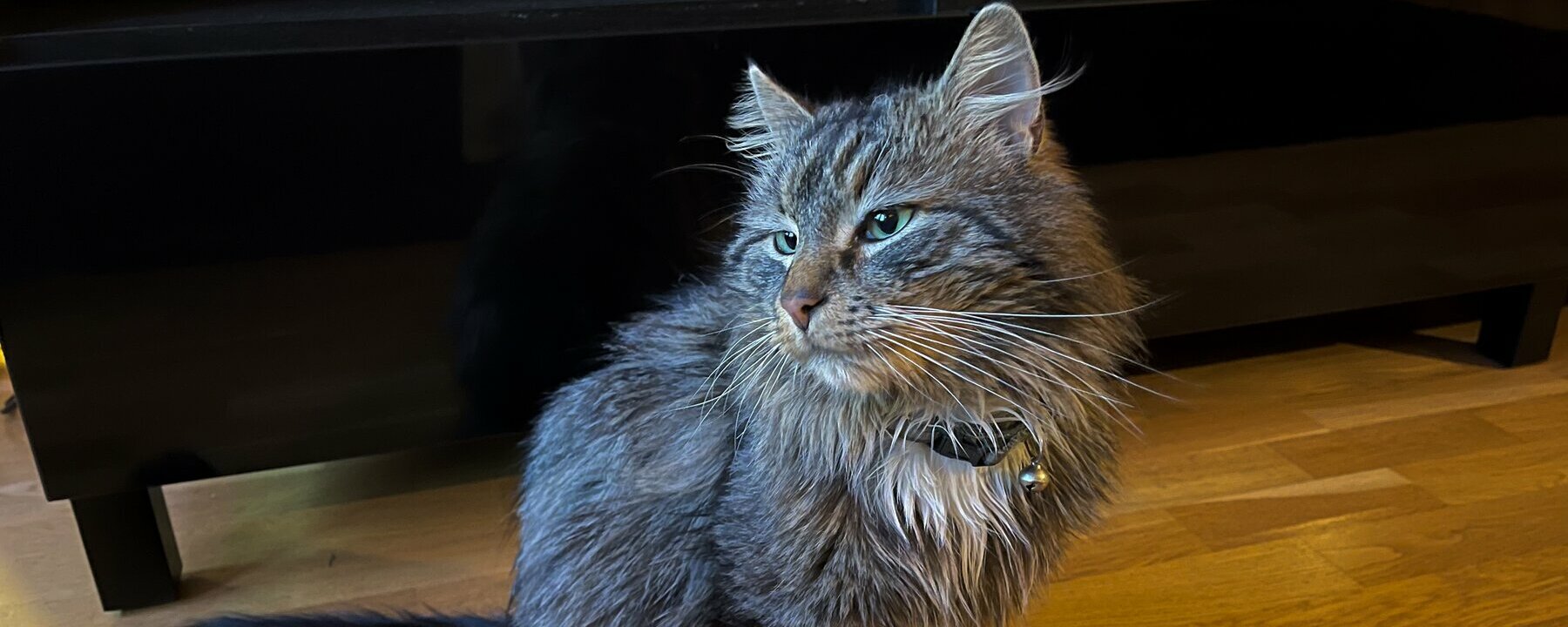 Pelsstell til Rasta Klaus | Spleis fra SpareBank 1