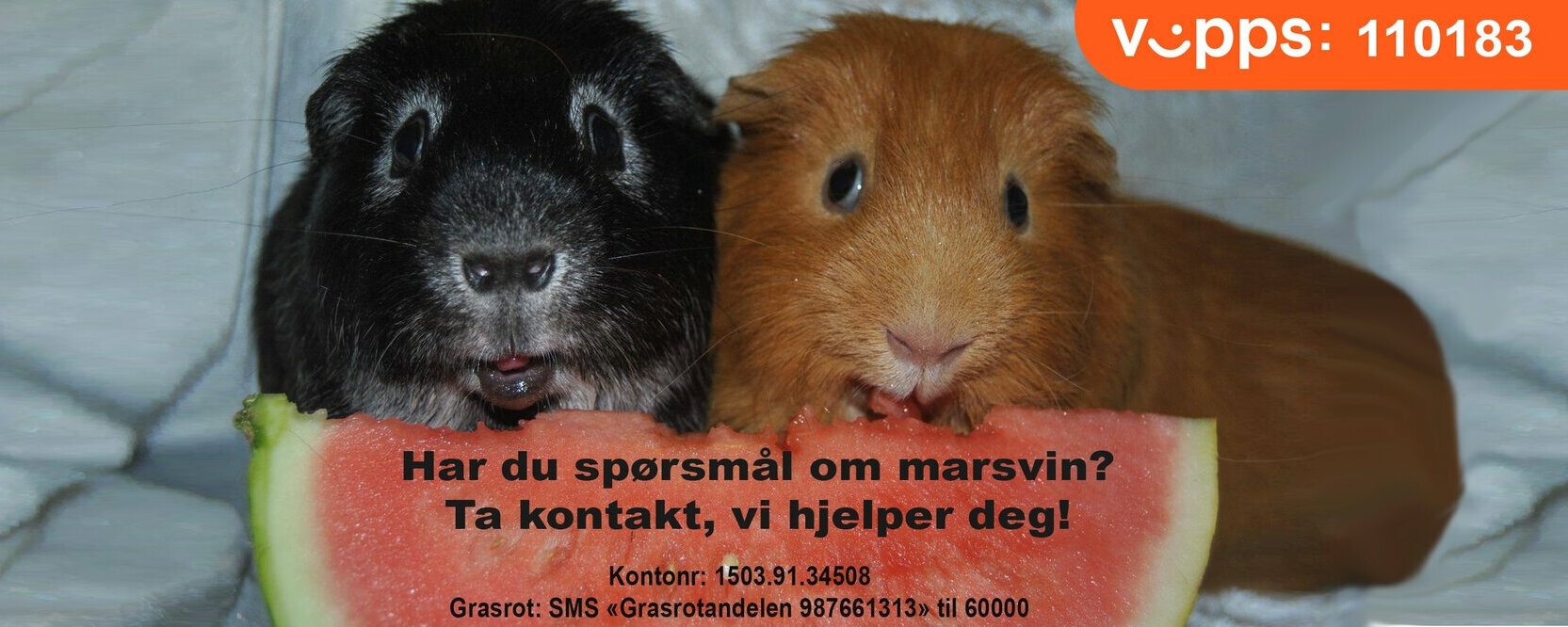 Prosjektbilde for Hjelp oss å fortsette med videre drift av Sandefjord Zoo Omplassering 