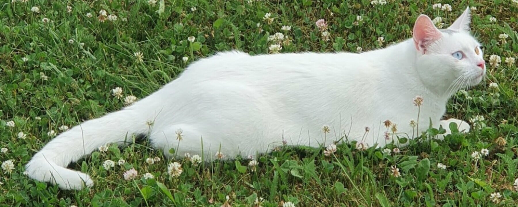 Prosjektbilde for Kosepus er blitt syk.