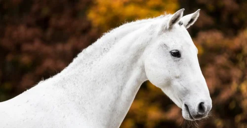 Prosjektbilde for Ny Rideskole hest