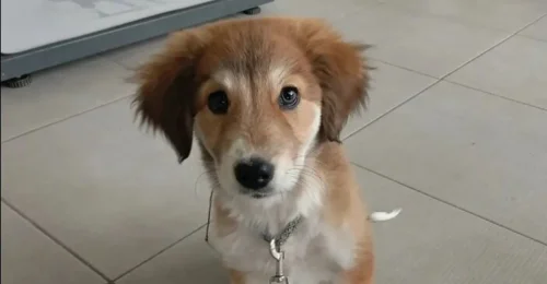 Prosjektbilde for Hjelp til å redde hunden min!