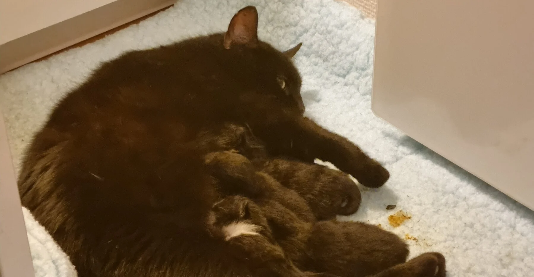 Hjemløse katter og katter i nød Spleis fra SpareBank 1