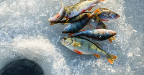 Prosjektbilde for VM ice Fishing 2024 Mongolia