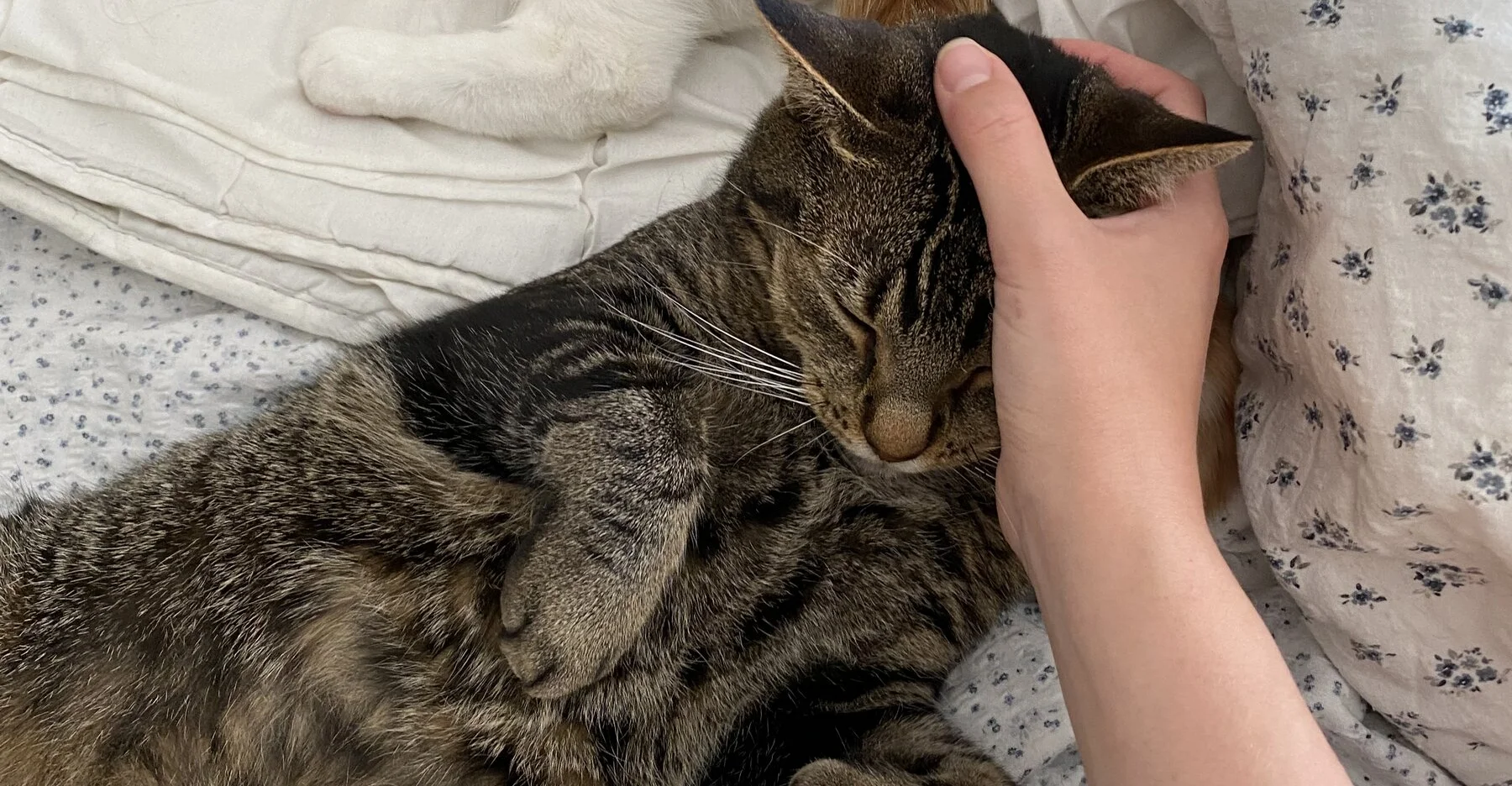 Nyresvikt, oppfølgning og SUBoperasjon Spleis fra SpareBank 1