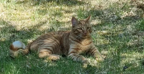 Prosjektbilde for Dekke veterinærkostnader for katten Tommy etter hoggormbitt