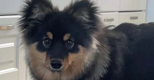 Prosjektbilde for Korsbånds operasjon for valpen vår, Mira ❤️🐕‍🦺