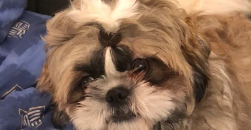 Prosjektbilde for Til min kjære hund Dustin så må ha operasjon i hofta vis ikke må han avlives 🥺
