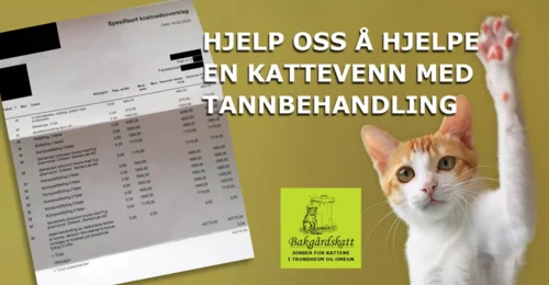 Prosjektbilde for HJELP OSS Å HJELPE EN KATTEVENN MED TANNBEHANDLING