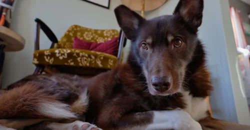 Prosjektbilde for Hjelp Mango som har kreft i rumpa🐶😥