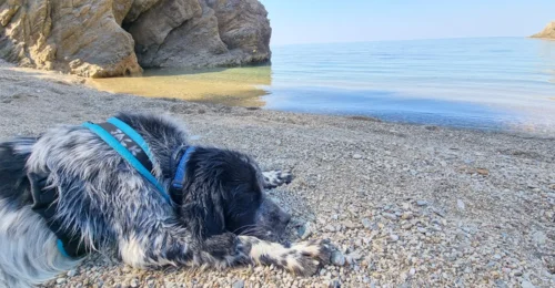 Prosjektbilde for Skiathos dog shelter - et gresk hundeherberge som drives av frivillige 