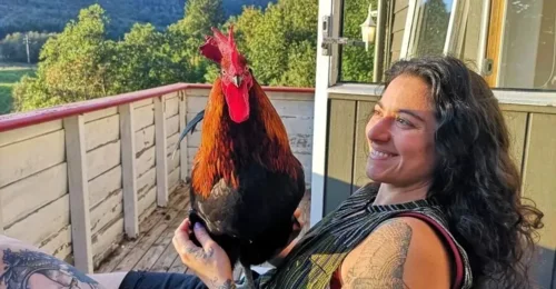 Prosjektbilde for Hjelp oss å gi høner reddet fra eggindustrien viktig prosedyre hos veterinær!