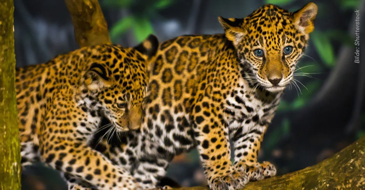 Illustrasjon for aksjonen