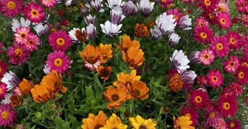 Prosjektbilde for Et Blomstrende Melbu <3