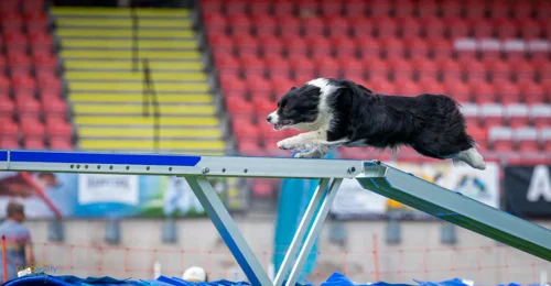 Prosjektbilde for Støtt Rikke og Acme's reise til European Open Agility i England 1-4 August 2024 