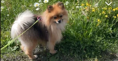 Prosjektbilde for Hjelp hunden Chaplin med å bli frisk <3