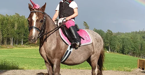 Prosjektbilde for Veterinærutgifter til Bonita❤️