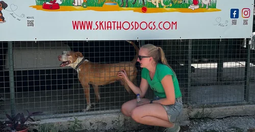 Prosjektbilde for Støtt hundene fra Skiathos dog shelter 🐶❤️