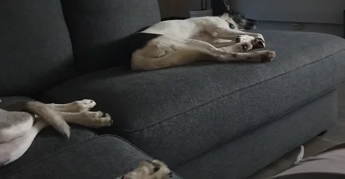 Prosjektbilde for En ny sjanse for 2 vakre huskey jenter
