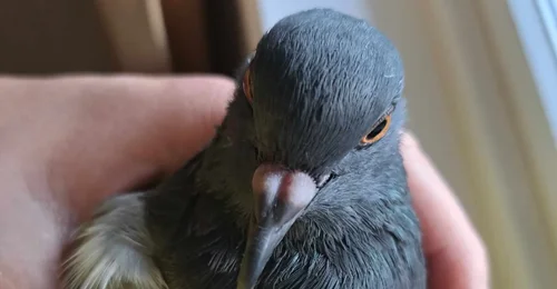 Prosjektbilde for Duen Latte skal til veterinær på tirsdag, har du mulighet til å bidra med noen kroner ? 
