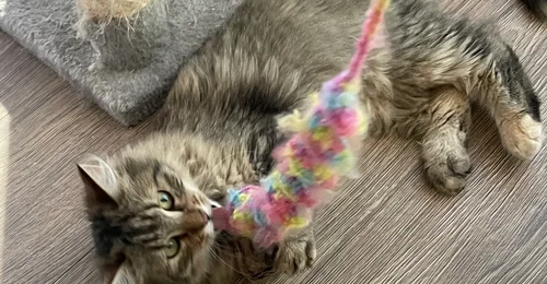 Prosjektbilde for Hjelp oss å redde kolonikattene i Ås før kulda setter inn- Spleis for kattene!