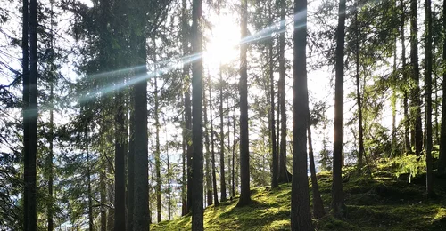Prosjektbilde for Spleis på advokatregning sammen med Interessegruppa for bevaring av skogen i Kjønstadmarka!🌳💚🌲