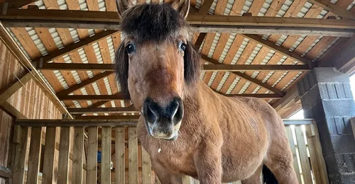 Prosjektbilde for Dale Store gårds julespleis - Hjelp oss med å hjelpe dyr i nød ♥️
