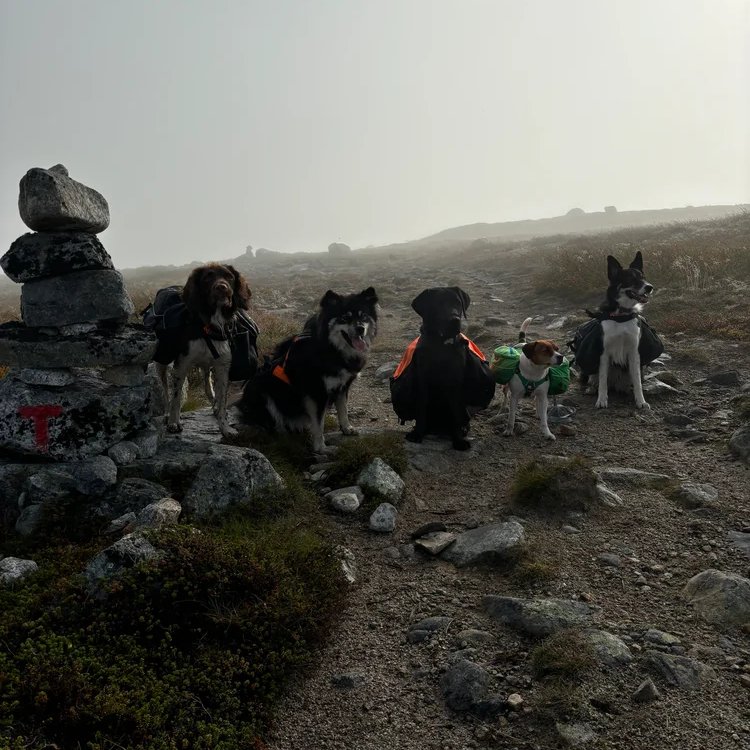 Hundesport elever fra Hardangrfhs sitt profilbilde