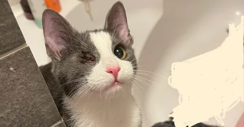 Prosjektbilde for Hjelp til kattungen med det defekte øyet som ble dumpet i kulden i Vestby!