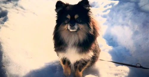 Prosjektbilde for Bamse