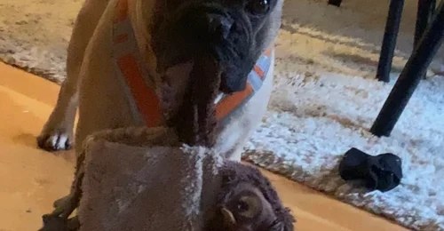 Prosjektbilde for Hunde forsikring. Hjelp til å betale den så Rocky ikke står uten forsikring 