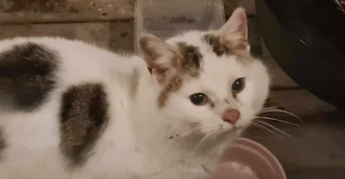 Prosjektbilde for Vi har flere katter i kø for å komme inn! Gi disse kattene en kjangse!