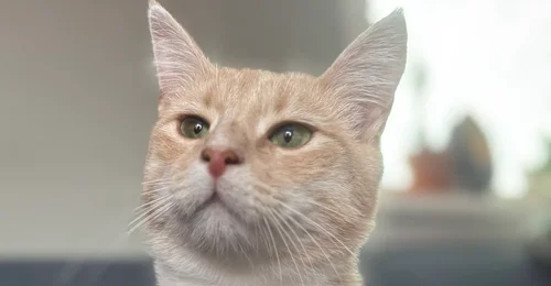 Prosjektbilde for 50 årsgaven min til hjemløse katter. 