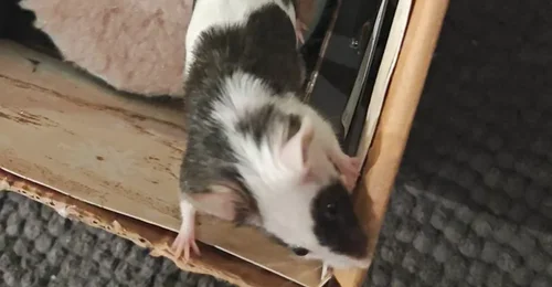 Prosjektbilde for Lykkelig mus🩷🐭 Hjelp meg å gi Bolla Prosecco & evnt etterkommere et lykkelig liv 🩷