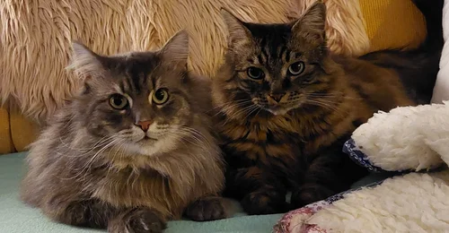 Prosjektbilde for 60-års-spleis til inntekt for kattene hos Tingvollkattens Venner 😻
