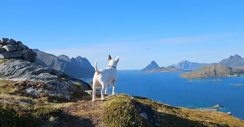 Prosjektbilde for Støtt Bø hundeklubb på veien til nytt treningslokale