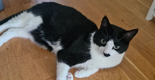 Prosjektbilde for Katten våt Elvis ble (stort sett 😅) frisk, men vi trenger hjelp med regningene!