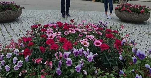 Prosjektbilde for Blomstrende Melbu 💙