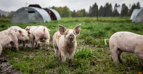 Prosjektbilde for Per Mejlænder Brynning sin bursdagsspleis til DYREVERNALLIANSEN
