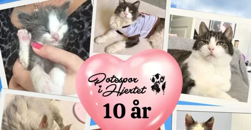 Prosjektbilde for Potespor i hjertet, 10 år! ❤️