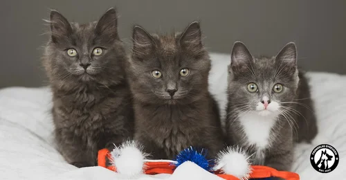 Prosjektbilde for Luftegård til kattene i Trøndelag Dyrevern