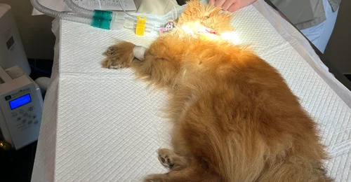 Prosjektbilde for Hjelp lille Kiki og hennes mamma etter hun ble angrepet av en stor hund!