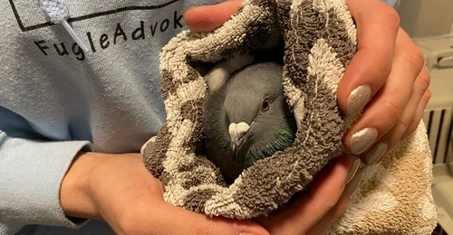 Prosjektbilde for Gi en bursdagsgave til byens fugler 🎁🐦