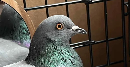 Prosjektbilde for Timmy må til veterinær