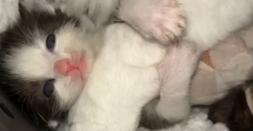 Prosjektbilde for Kan du hjelpe Lillepus?